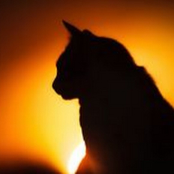 sunrisecat